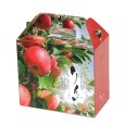 画像1: 送料無料・りんご4個手提箱 220×120×195mm「100枚」 (1)