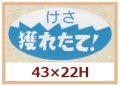 送料無料・販促シール「けさ　採れたて！」43x22mm「1冊750枚」