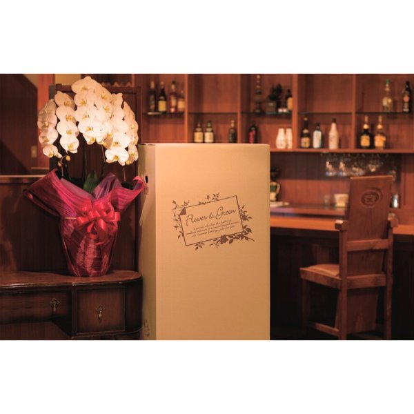 画像2: 送料無料・宅配箱(花用)フラワー&グリーン 胡蝶蘭 550×450×1000mmほか「5枚から」 (2)
